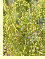 Полынь однолетняя (Artemisia annua) Полынь однолетняя (Artemisia annua)